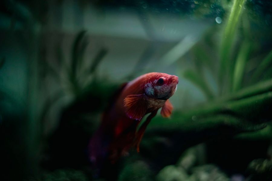 Rode betta (kempvis) tussen aquariumplanten