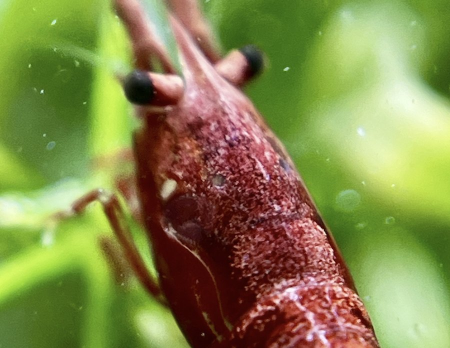 Rode kersgarnaal (Neocaridina) tussen groene aquariumplanten