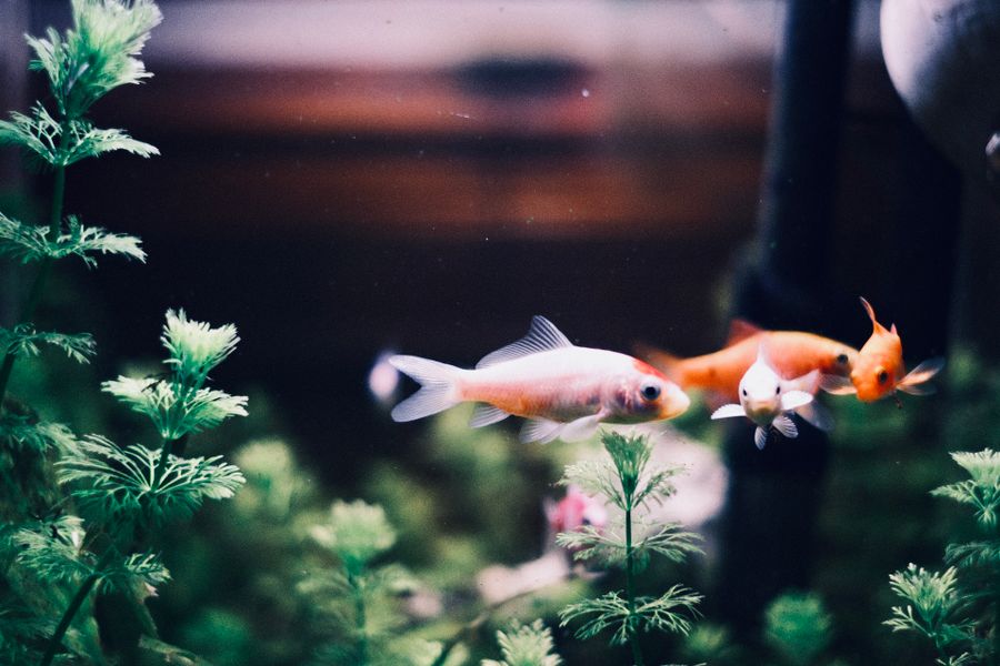 Weelderig beplant aquarium dat baat heeft bij CO2