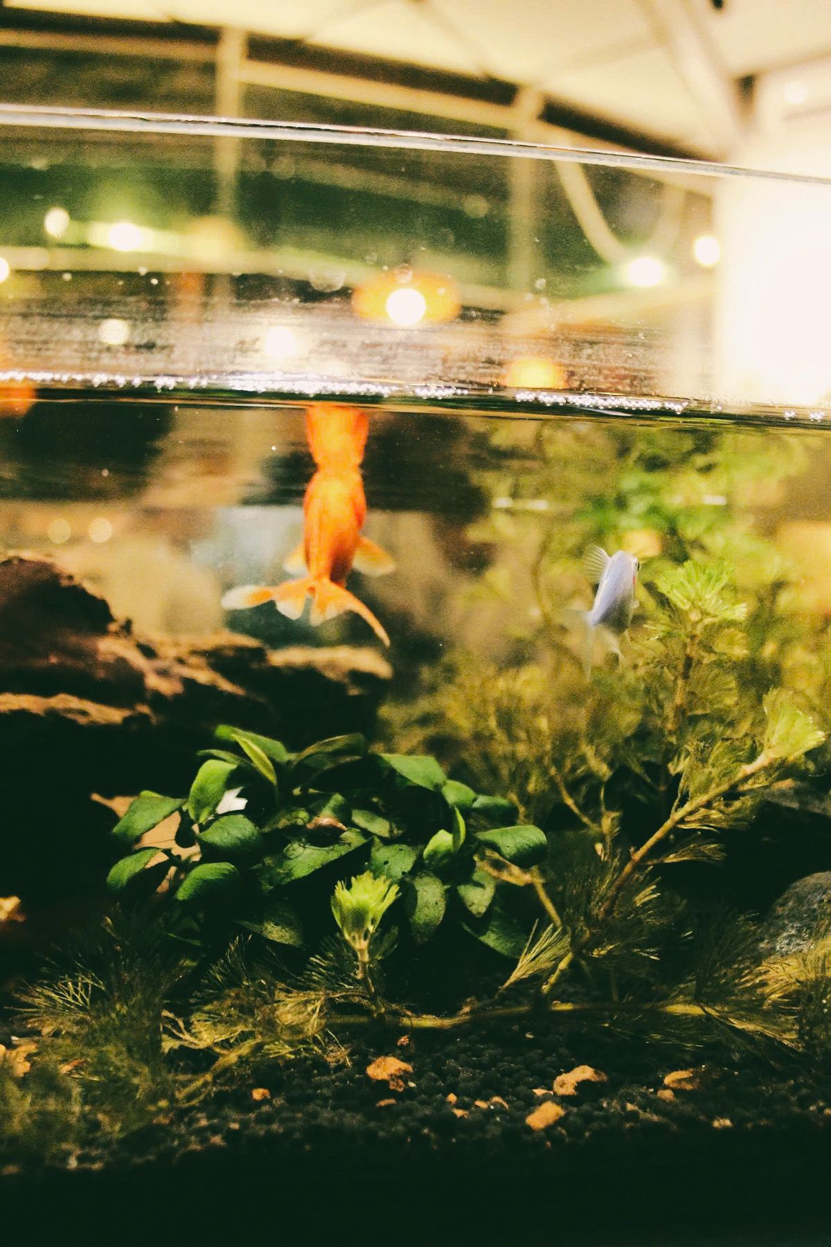 Sfeervol huiskameraquarium met goudvis en levende planten