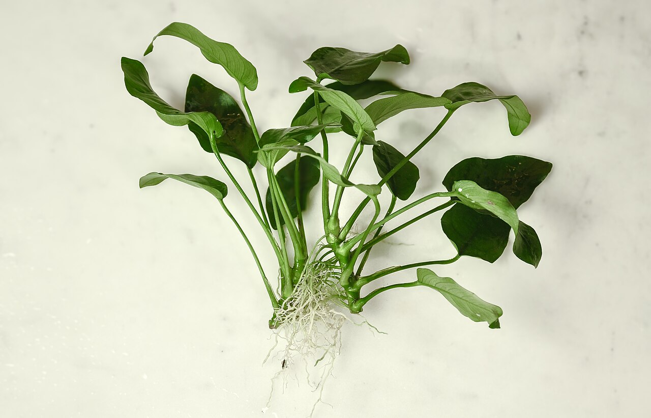 Anubias barteri var. nana met wortelstok en wortels