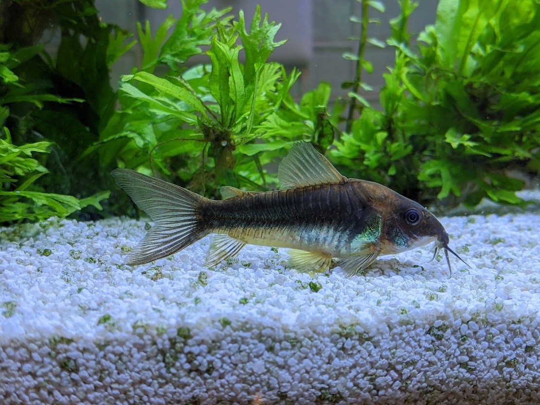 Bronsgroene corydoras pantsermeerval op licht grind
