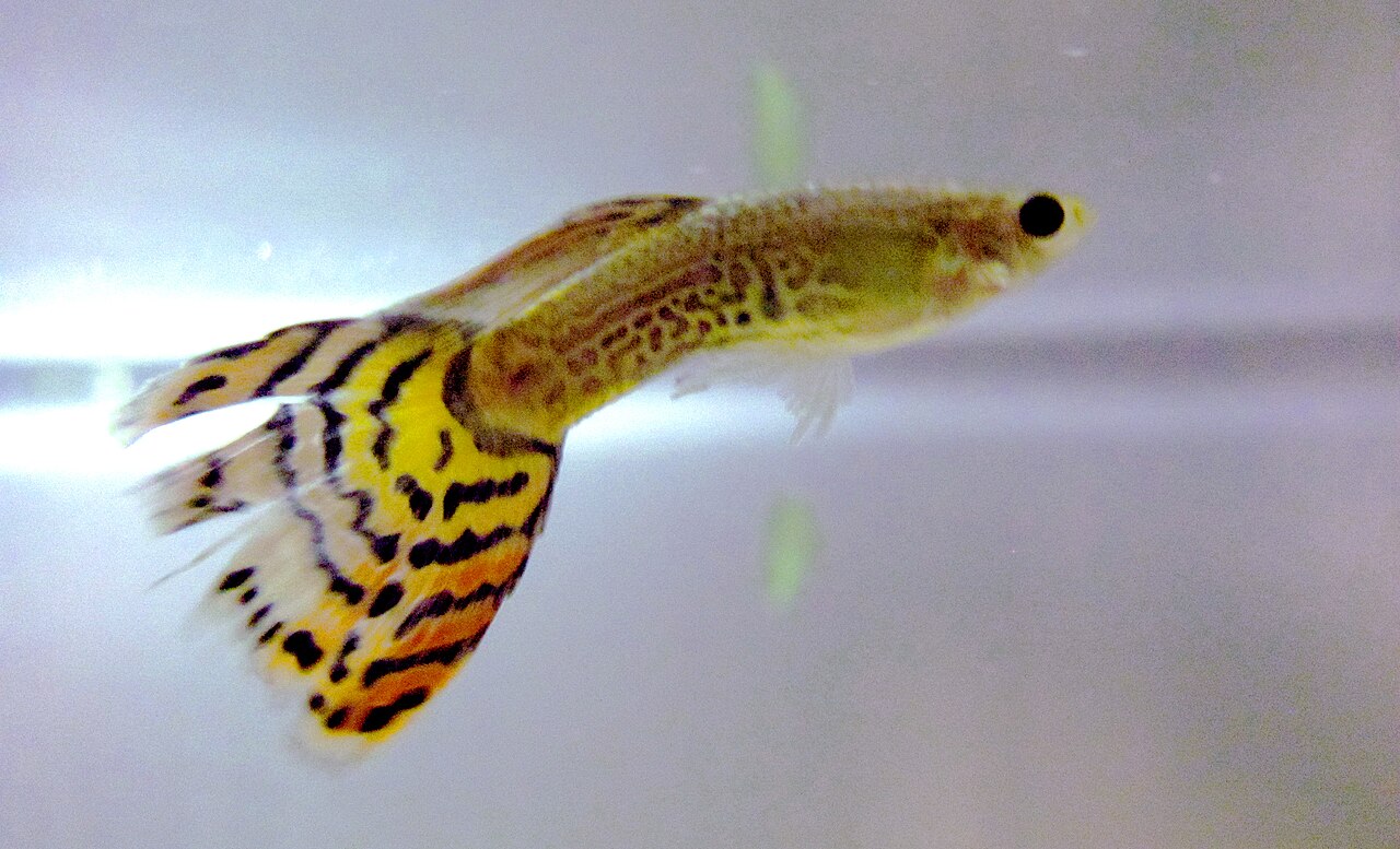 Kleurrijk mannetjesguppy met geel-zwart getekende staart