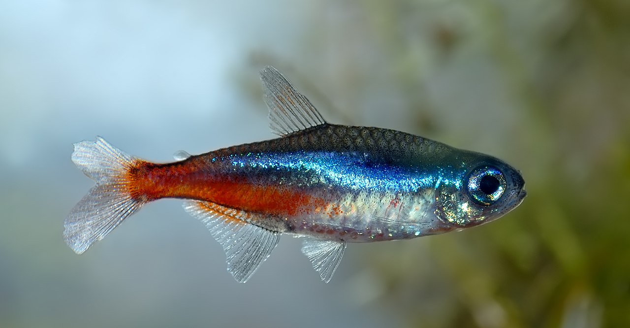 Neontetra met lichtblauwe lengtestreep en rode achterhelft