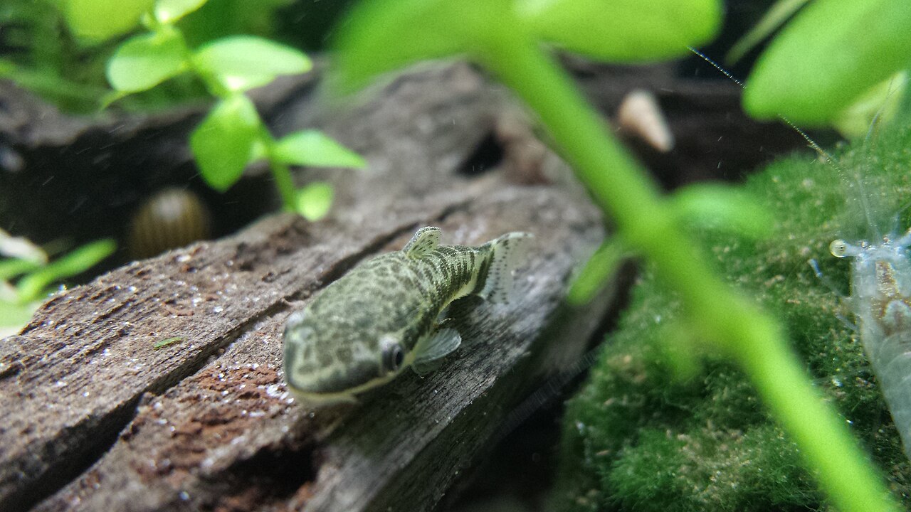 Otocinclus dwergmeerval op kienhout