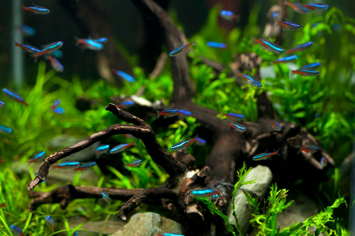 School neontetra’s boven kienhout in een beplant aquarium